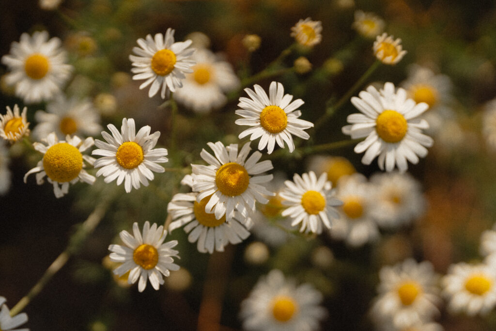 Outdoor wedding ceremony under tall trees at The Cottage at River Bend in Eagle, Idaho.